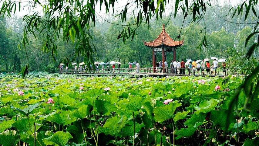 第十四届中国（滕州）微山湖湿地红荷节开幕