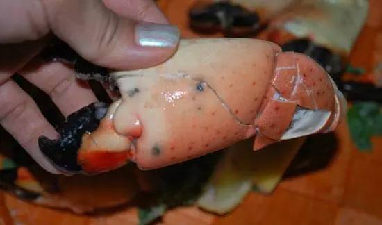 这个蟹被称作“海上韭菜”，但你只能吃它的钳！吃整只会坐牢