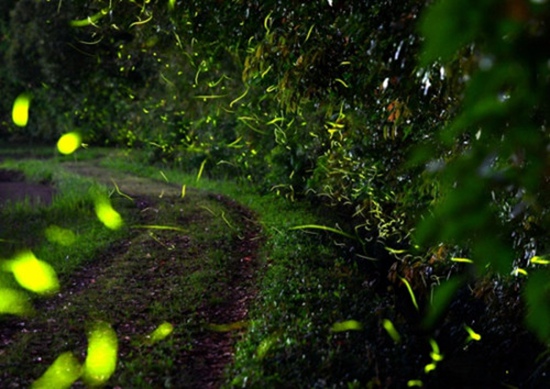 日本夏日风景线：萤火虫夜空飞舞梦幻唯美
