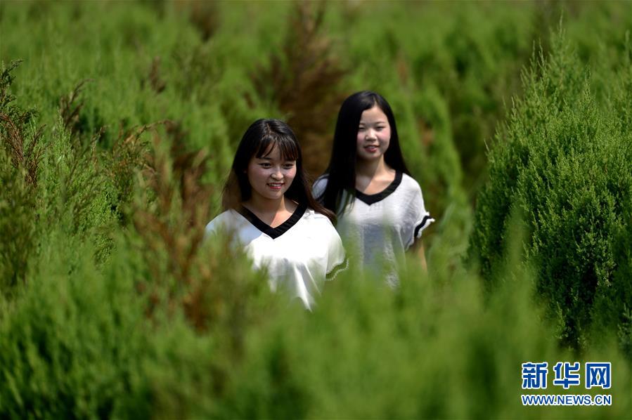 植物迷宫 里享乐趣(6)_今日头条