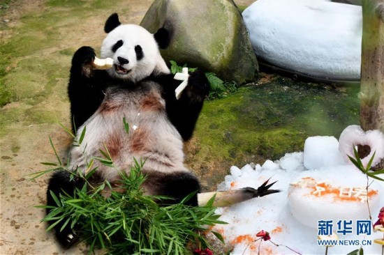 马来西亚为中国旅马大熊猫庆祝生日