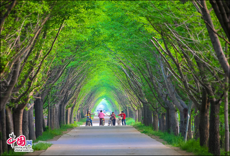 白露秋风叶渐黄 畅游徐州邳州万顷银杏林(1)_今