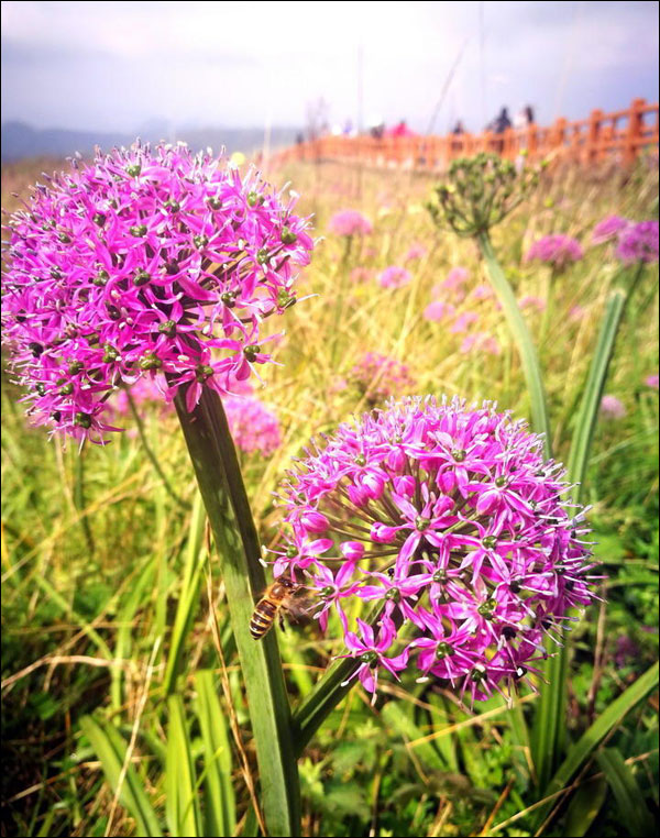 游大陆/看野生韭菜花形成的云上花海