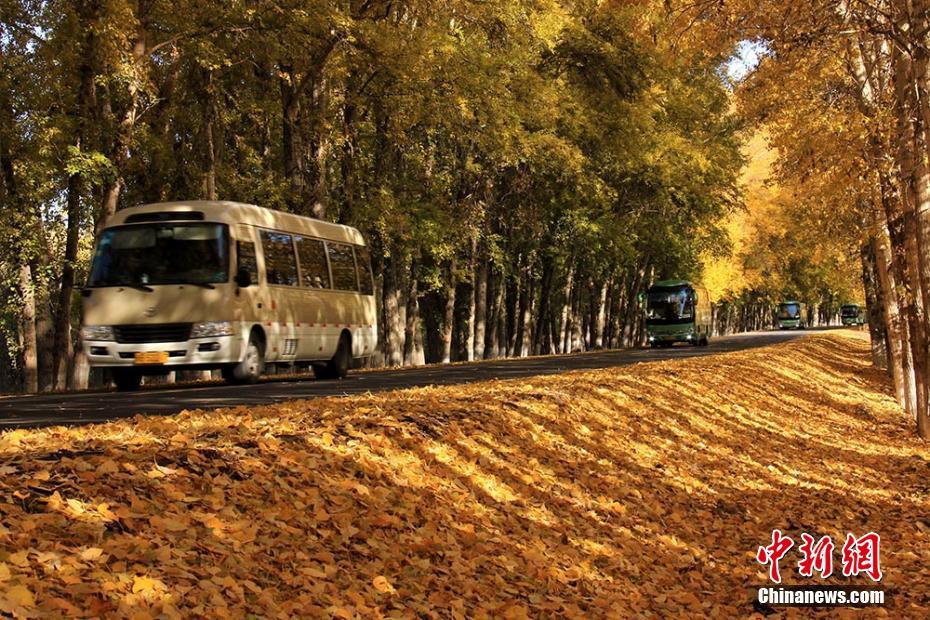 新疆天山天池景区旅游公路变金色大道(3)_今