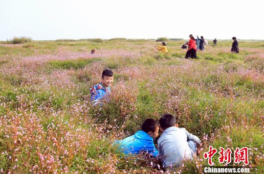 中国最大淡水湖鄱阳湖“蓼子花海”景观再现