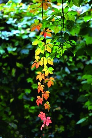 秋天的园林里色彩斑斓 美如图画