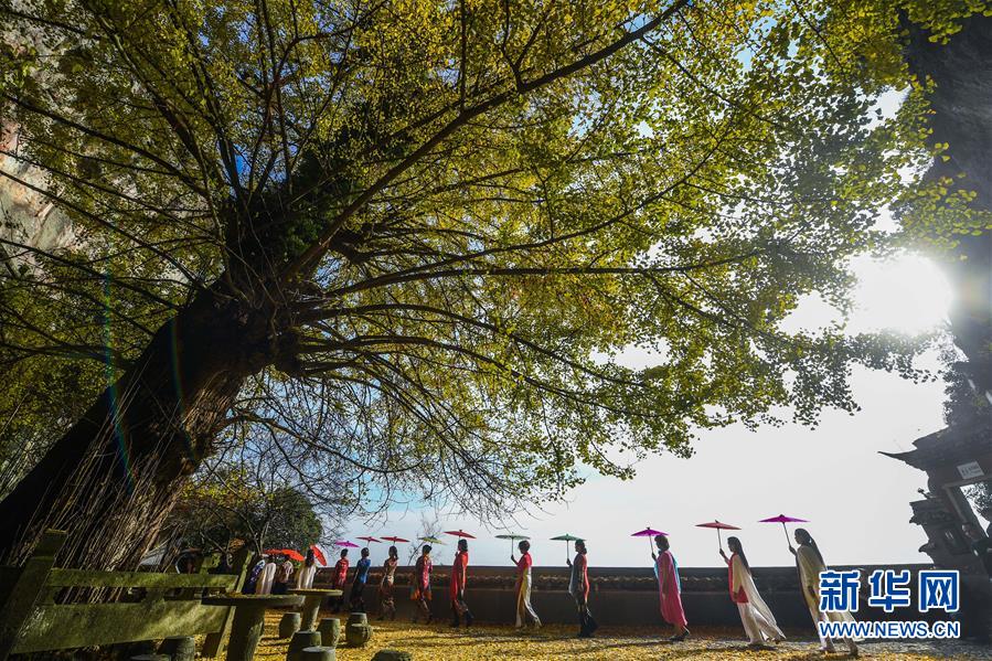 (美丽中国)(5)浙江建德:山乡古树“黄金雨”