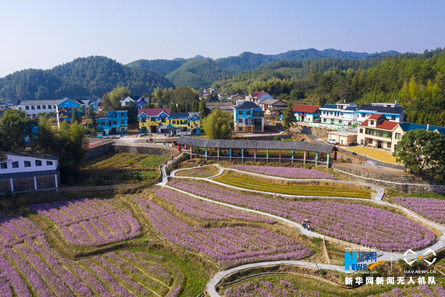秋日暖阳胜春光 江西万安花海绽放