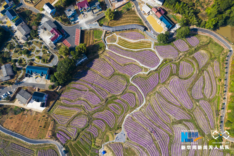 秋日暖阳胜春光 江西万安花海绽放