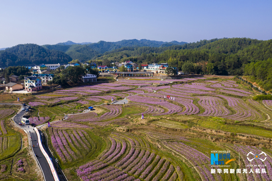 秋日暖阳胜春光 江西万安花海绽放