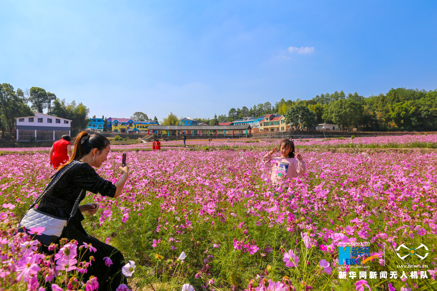 秋日暖阳胜春光 江西万安花海绽放