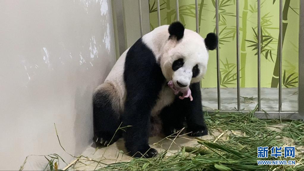  大熊猫“嘉嘉”在新加坡诞下熊猫宝宝