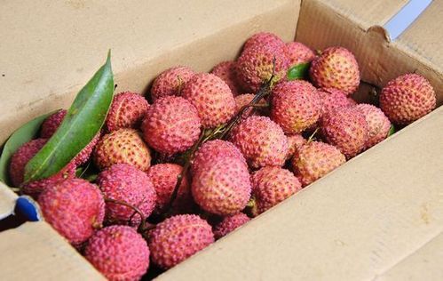 长作岭南人 广州周边摘荔枝全攻略\/图(5)