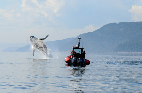 观鲸寻海豹 魁北克邀你赴一场充满野趣的甜蜜之旅
