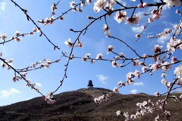 北京门头沟启动“花开山水间”春季赏花季