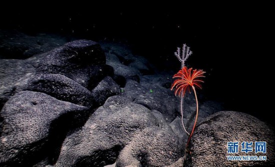 西太平洋的“海底花园”