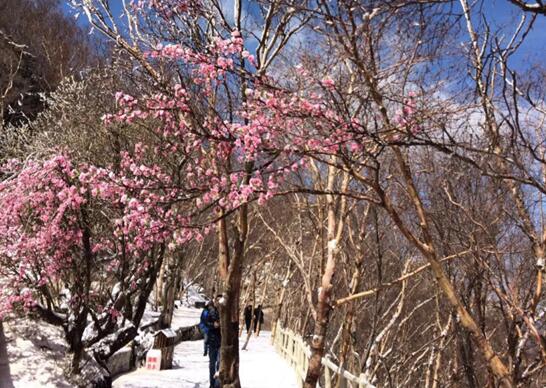 河北白石山景区现“桃花雪”景观