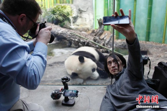旅加大熊猫一家迁居卡尔加里后首度公开亮相