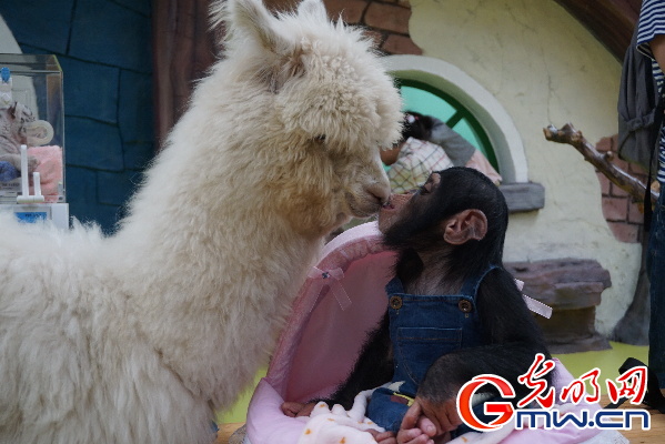 北京野生动物园白虎首次产仔 母亲节萌宝齐亮相