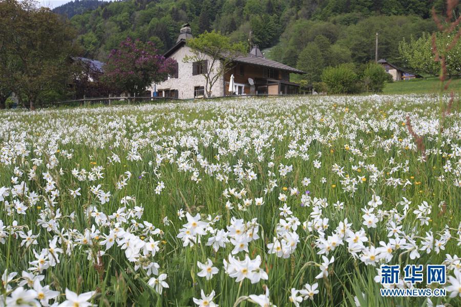 瑞士蒙特勒盛开“五月之雪”