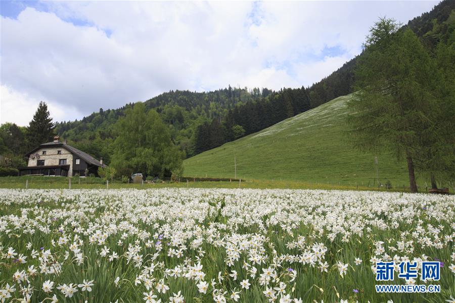 瑞士蒙特勒盛开“五月之雪”