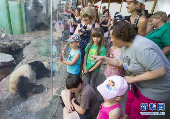 加拿大卡尔加里：大熊猫暑假受热捧