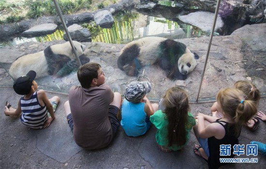 加拿大卡尔加里：大熊猫暑假受热捧