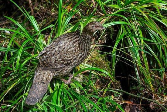 國家一級保護動物黃腹角雉在三清山連年自繁成功