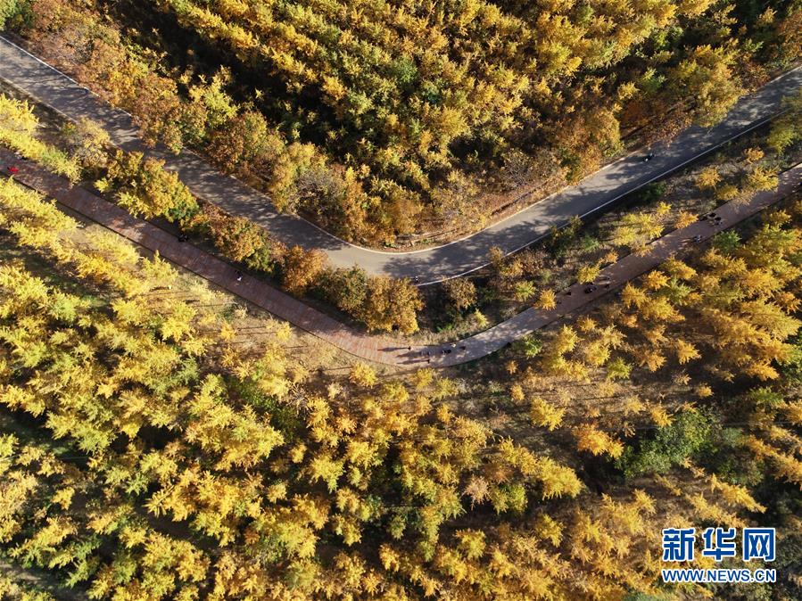 中国游客助力洛杉矶旅游业去年收入再创新高