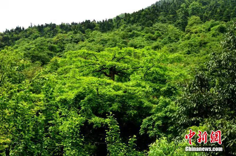 农家乐“评星定级”值得探索