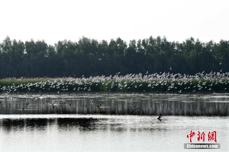 大批候鸟飞临广州过冬
