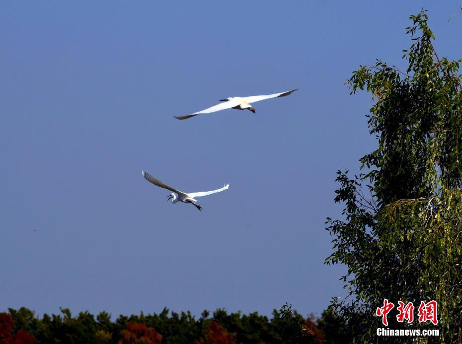 大批候鸟飞临广州过冬