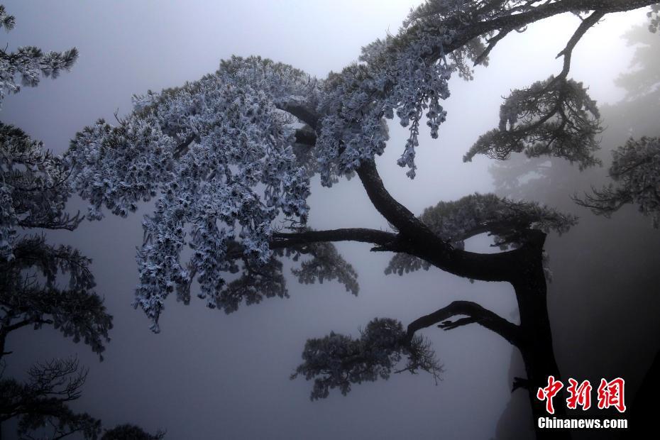 安徽黄山雨后初霁现雾凇美景