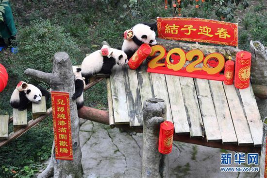 大熊猫宝宝闹新春