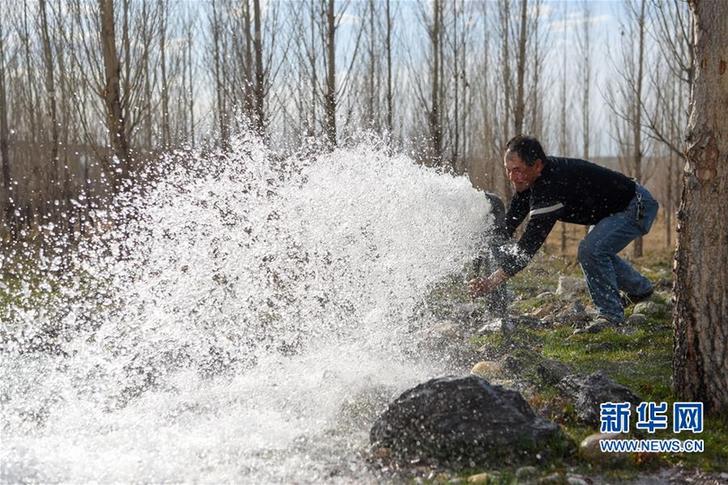 新疆阿勒泰：戈壁滩上育树苗 中水回用助力绿化工程