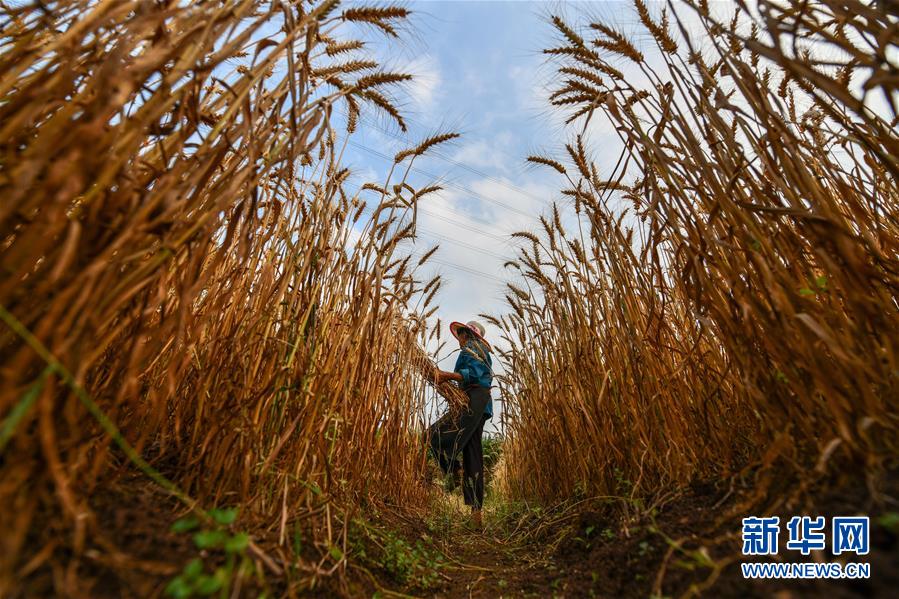 贵州思南：收获冬小麦