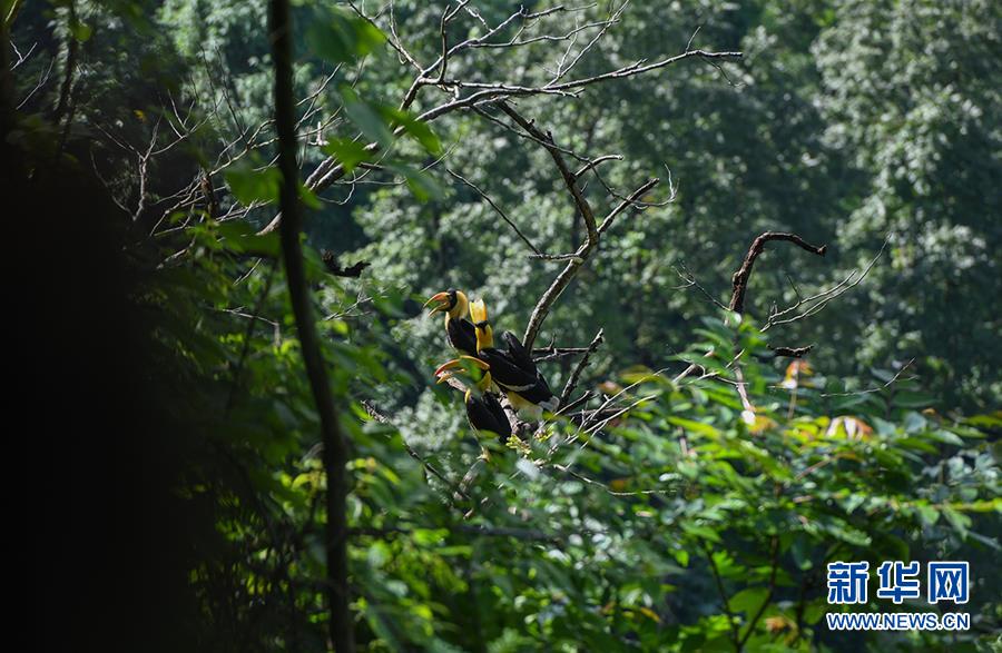 云南德宏拍摄到双角犀鸟雏鸟出巢珍贵影像