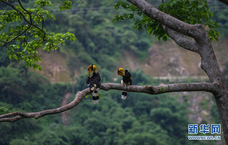 云南德宏拍摄到双角犀鸟雏鸟出巢珍贵影像