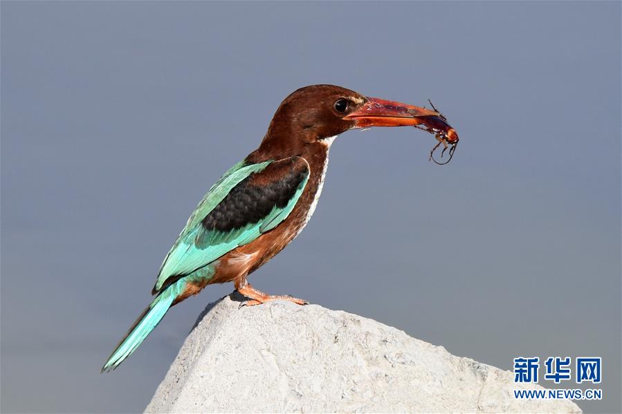 科威特：海滨水鸟