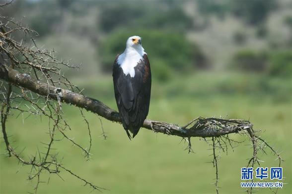 乌干达国家公园重新开放