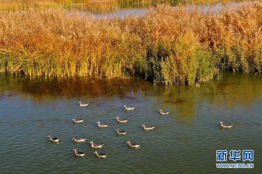 新疆玛纳斯：秋日湿地画卷