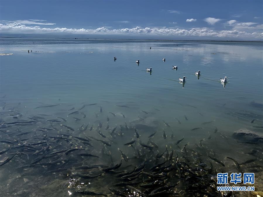 大湖见证——持续保护让青海湖生态华丽“蝶变”
