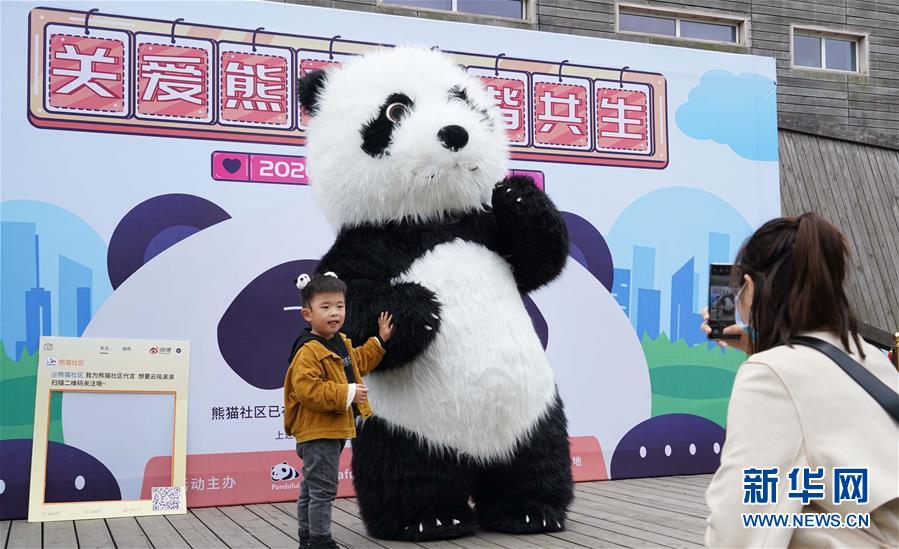“国际熊猫日” 看“滚滚”卖萌