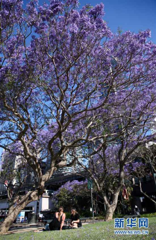 悉尼：蓝花楹盛放