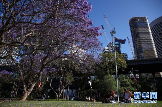 悉尼：蓝花楹盛放