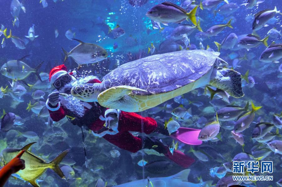 吉隆坡：水中“圣诞老人”