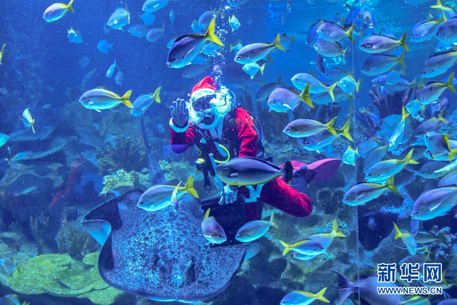 吉隆坡：水中“圣诞老人”