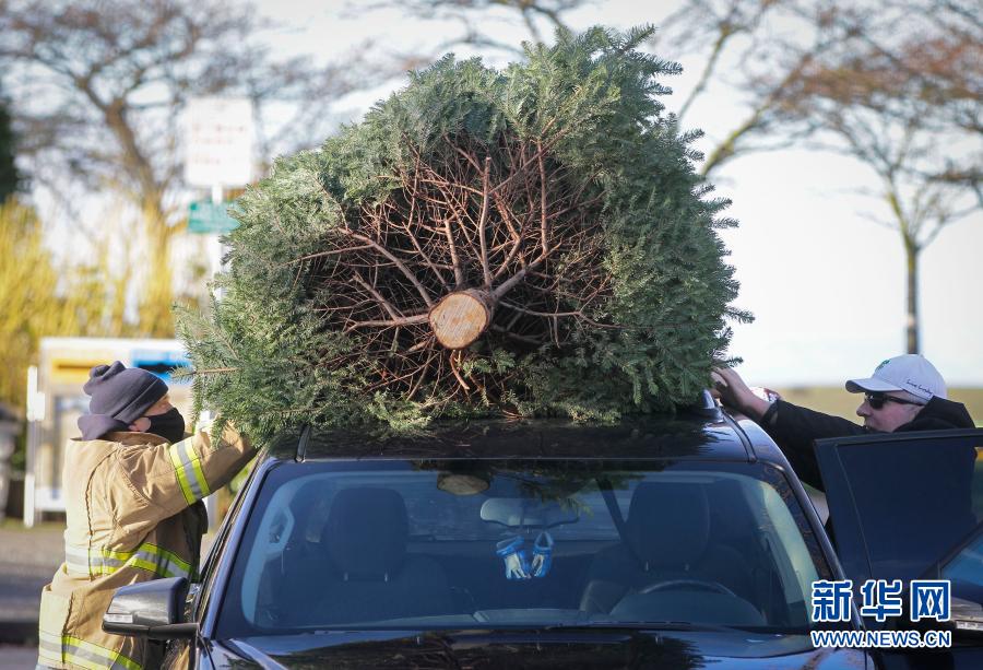 加拿大：回收圣诞树