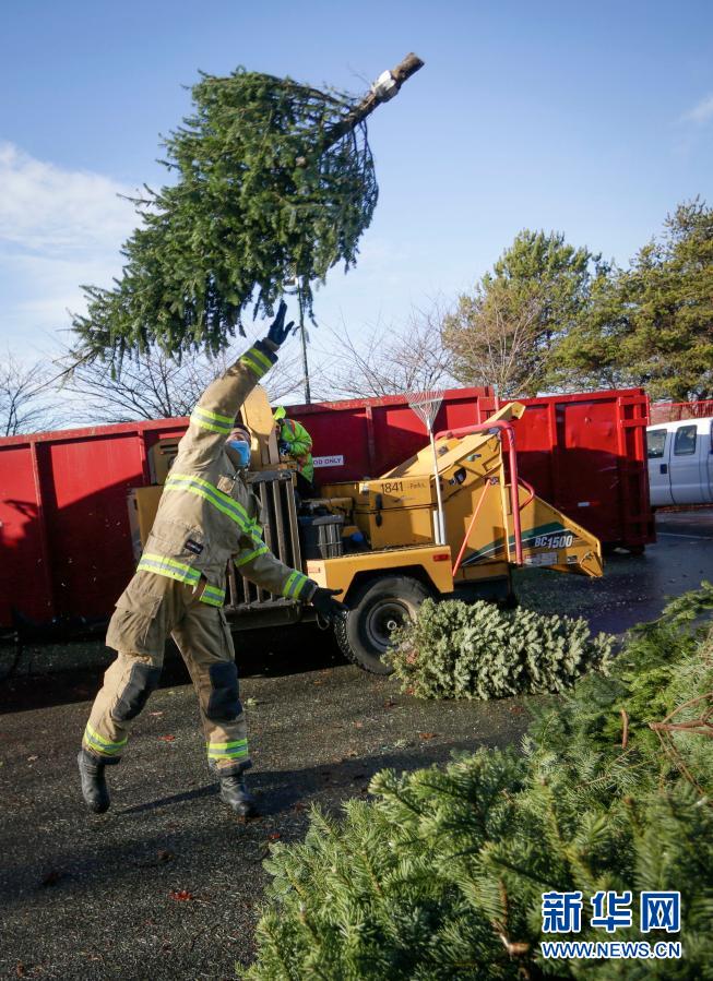 加拿大：回收圣诞树