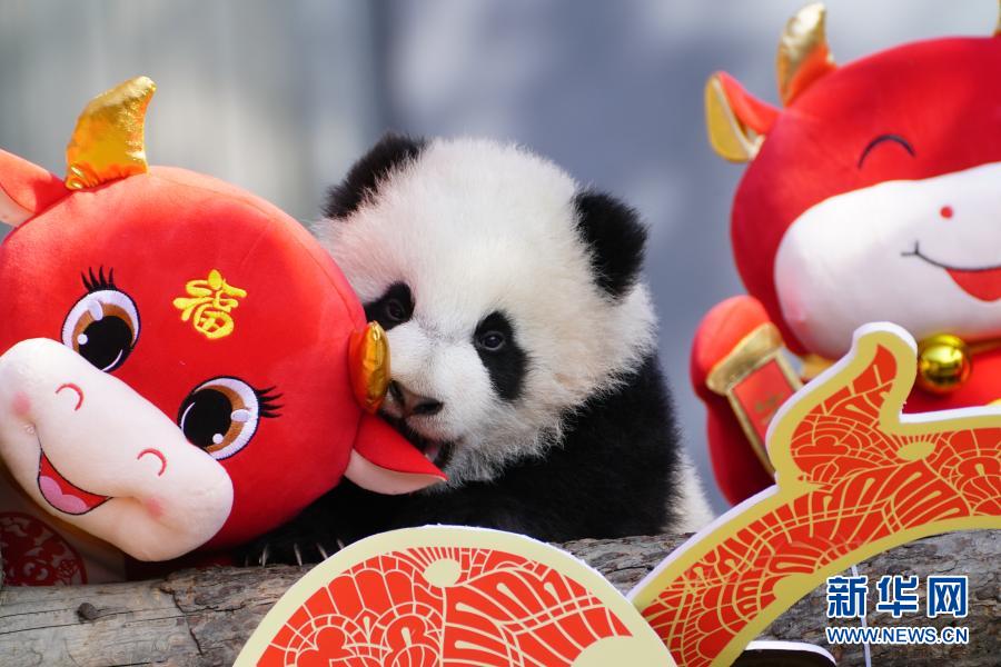 中国大熊猫保护研究中心“2020级”熊猫宝宝集体亮相贺新春